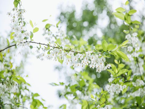 七夕节情侣官宣文案