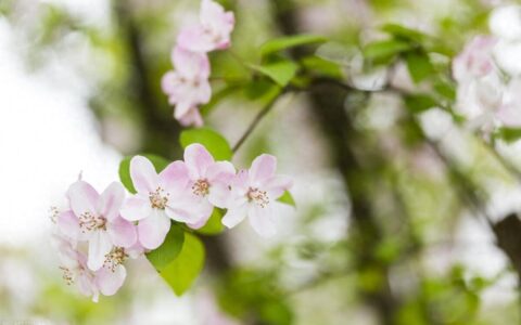 高级有趣状态的文案：春夏秋冬，常驻光明里；生活细碎，万物成诗