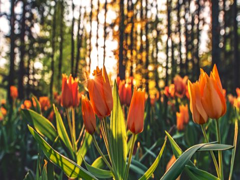 2022朋友圈五四青年节祝福说说 微信五四青年节快乐说说