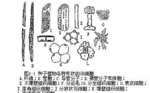 植物的器官分为哪几类（植物的六大器官及其功能）