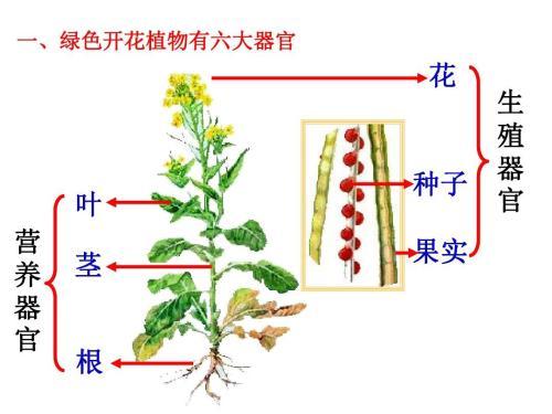 植物的器官分为哪几类（植物的六大器官及其功能）