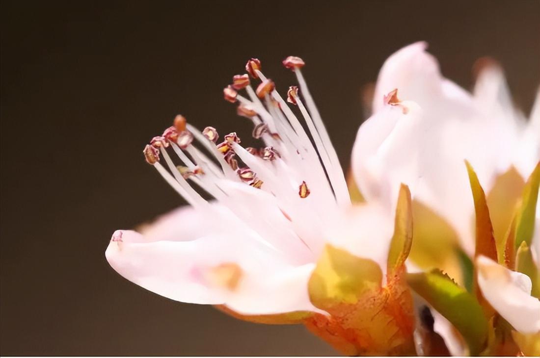 花蕊是花的哪个部位图解（一朵完全花的结构图）