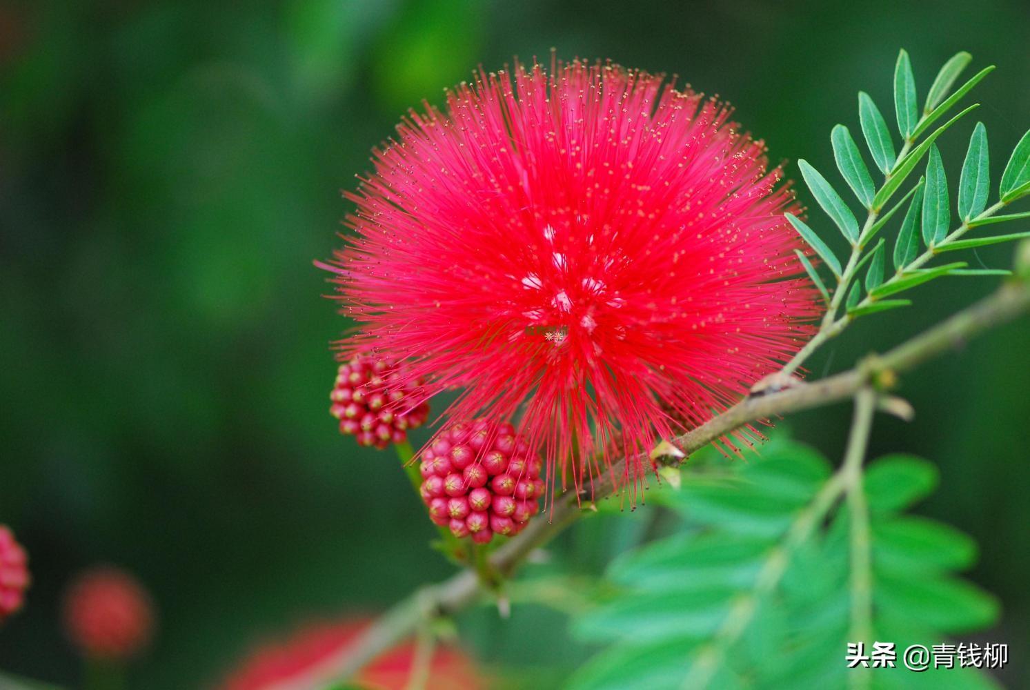 绒球花是什么季节开的（绒球花的养殖方法）