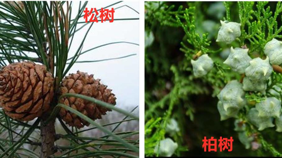 中华卷柏是蕨类植物吗（卷柏的养殖方法）