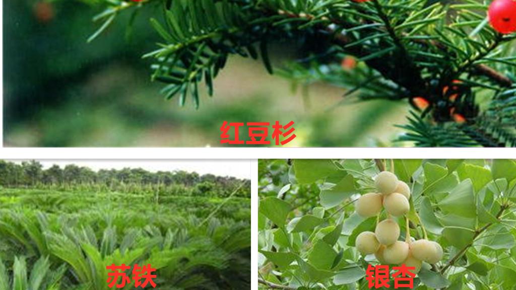 中华卷柏是蕨类植物吗（卷柏的养殖方法）