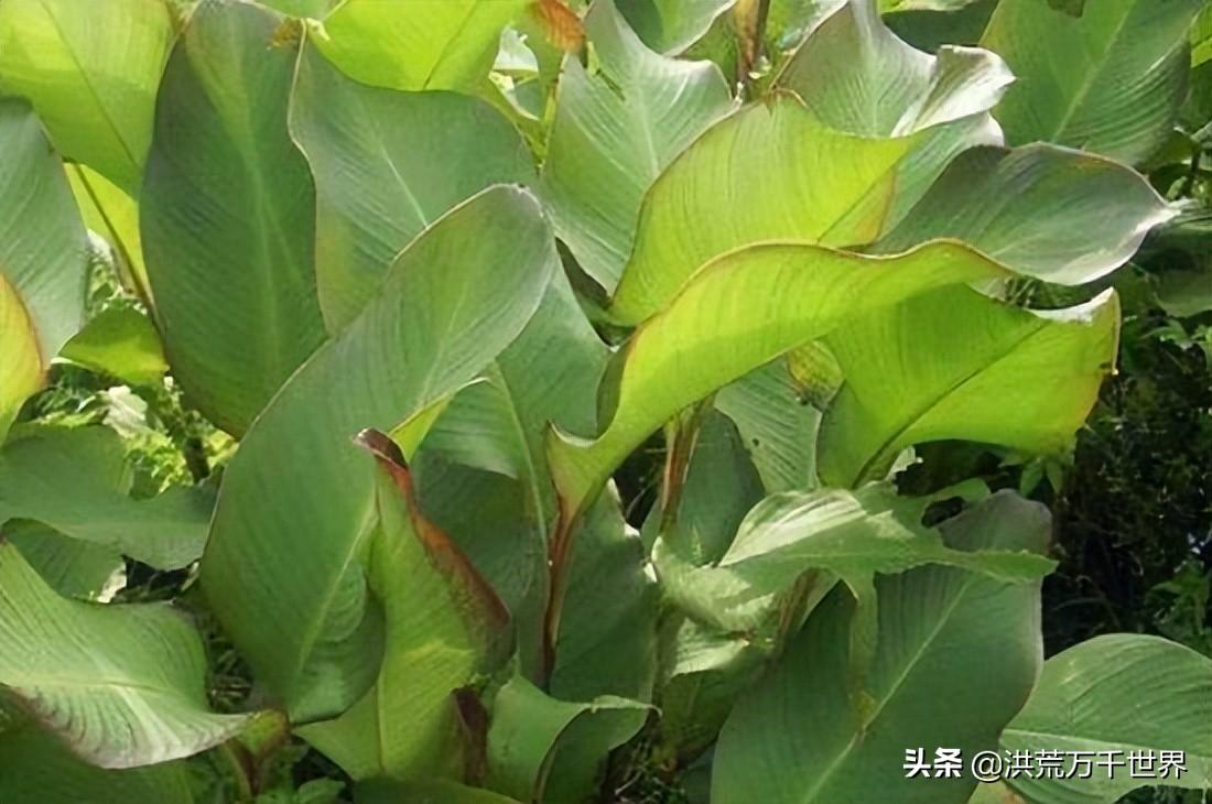 单子叶植物与双子叶植物区别有什么（附双子叶和单子叶比较图）