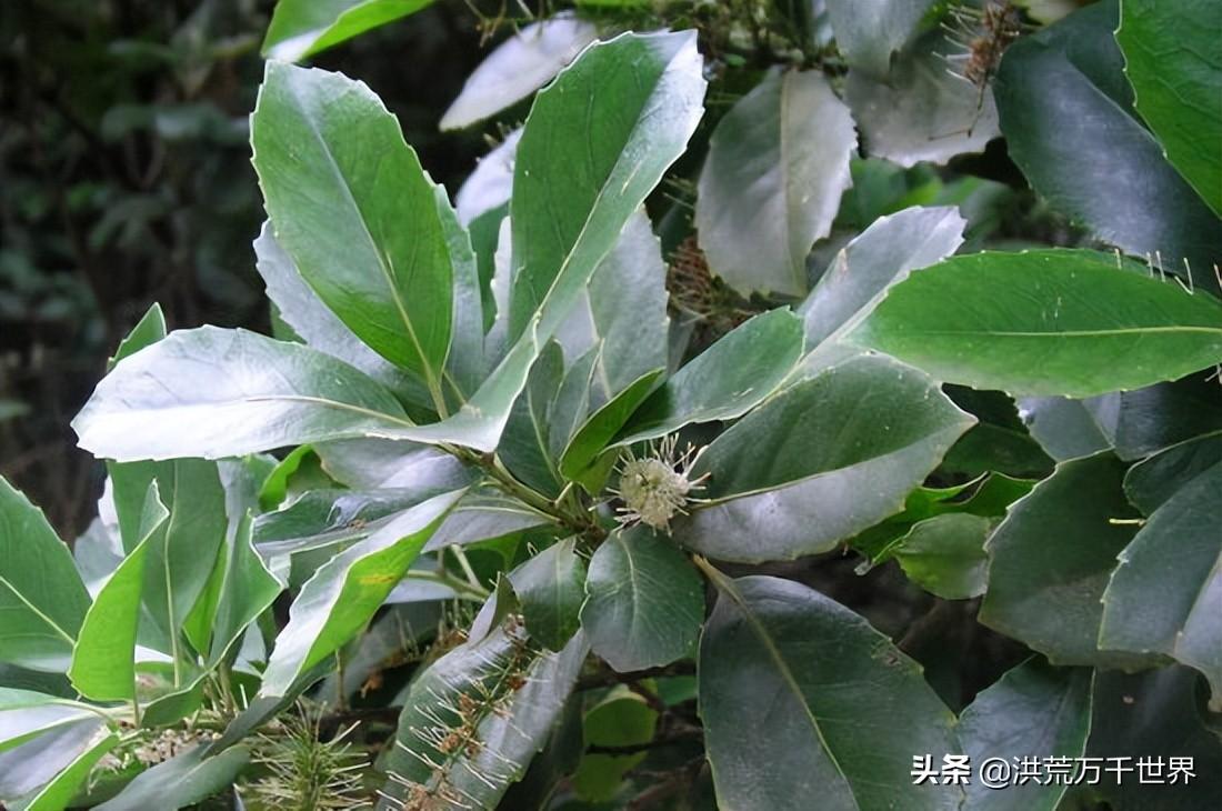 单子叶植物与双子叶植物区别有什么（附双子叶和单子叶比较图）