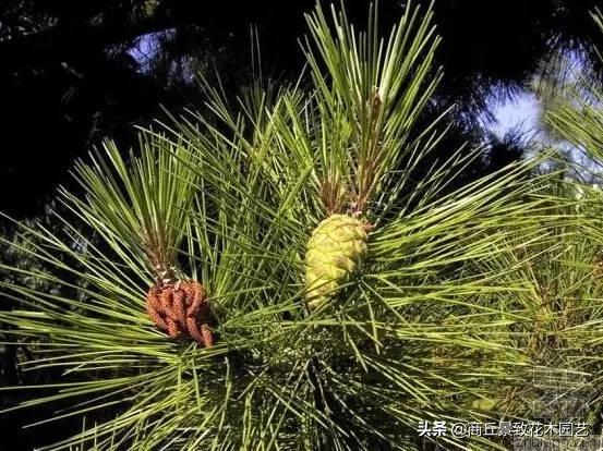 四季常青的树木有哪几种（一年四季常绿的庭院植物）