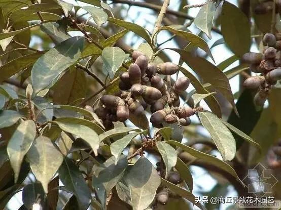 四季常青的树木有哪几种（一年四季常绿的庭院植物）