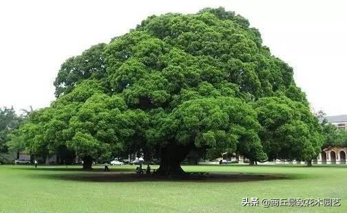 四季常青的树木有哪几种（一年四季常绿的庭院植物）