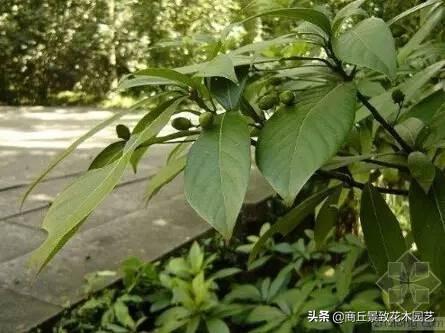 四季常青的树木有哪几种（一年四季常绿的庭院植物）