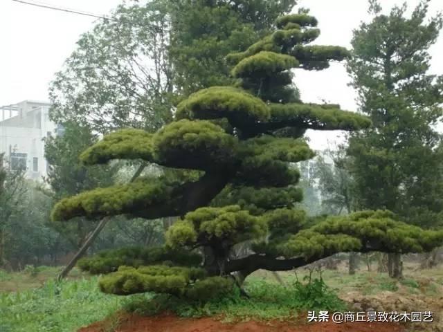 四季常青的树木有哪几种（一年四季常绿的庭院植物）