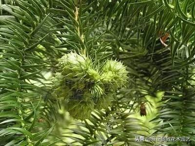 四季常青的树木有哪几种（一年四季常绿的庭院植物）