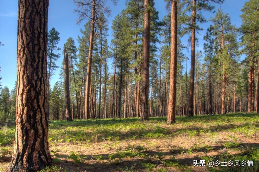 乔木和灌木的划分标准是什么（乔木林和灌木林的不同处）