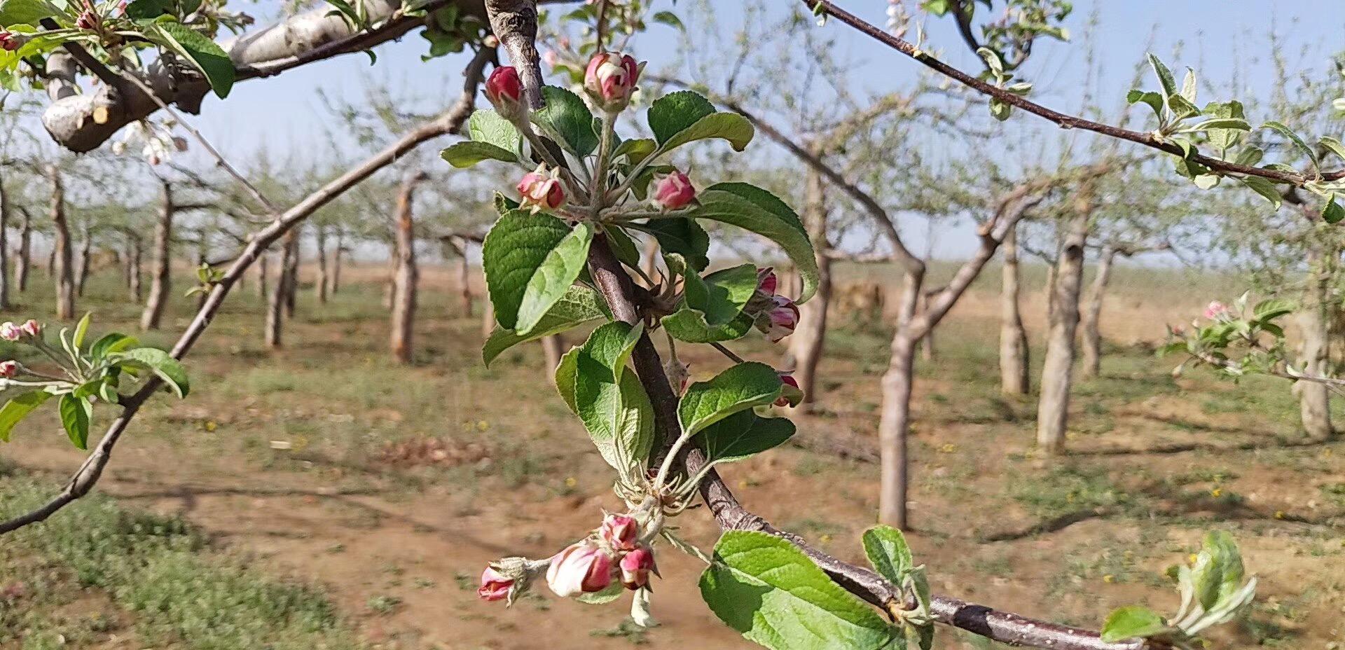 花芽分化是什么意思（花芽分化通俗的解释）