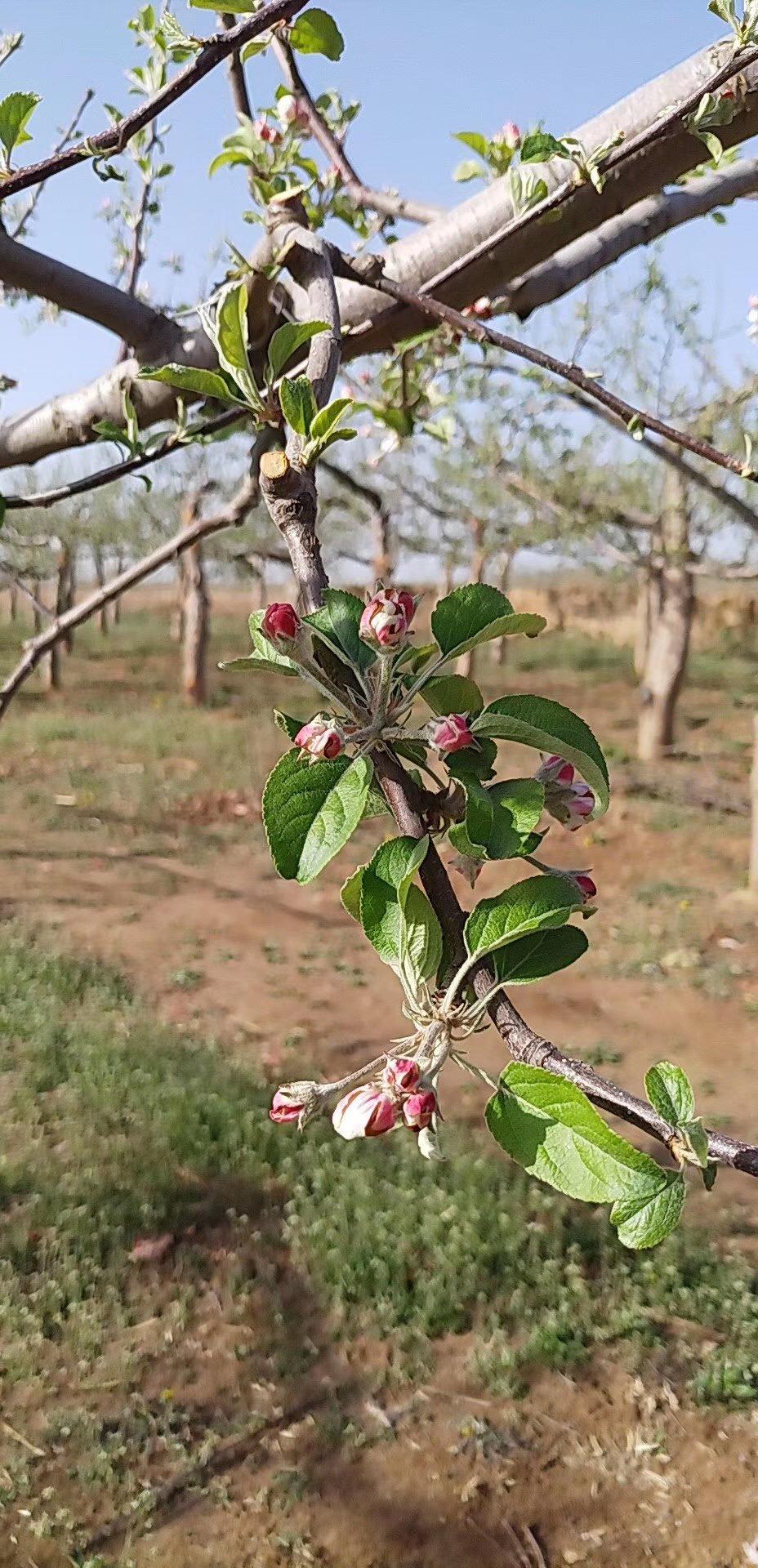 花芽分化是什么意思（花芽分化通俗的解释）