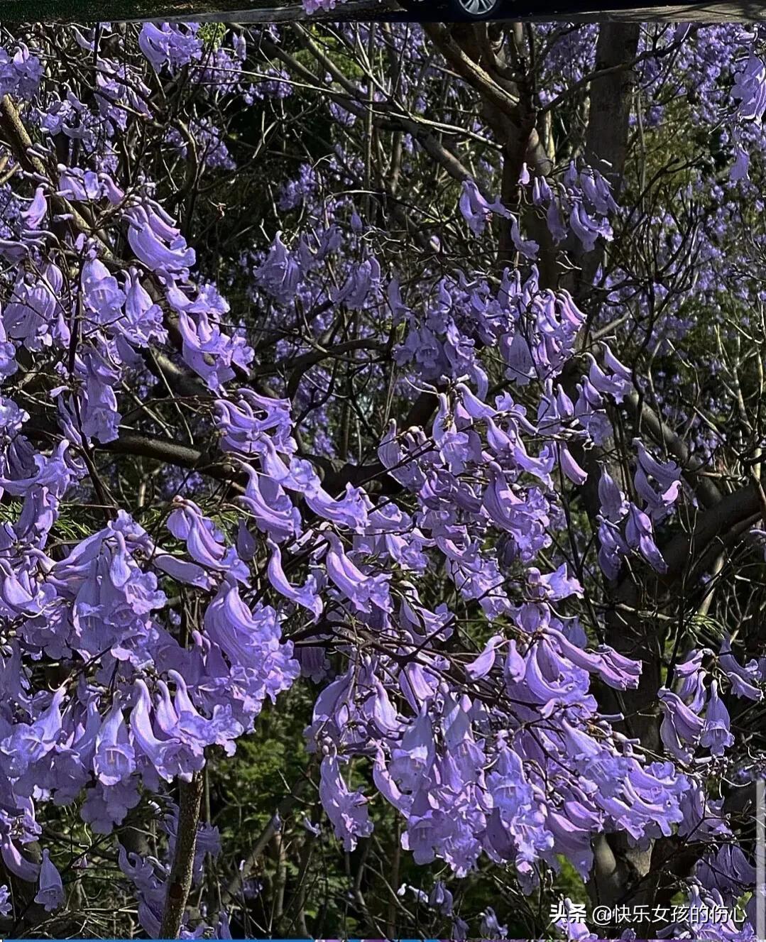 蓝花楹象征着什么（蓝花楹花语及典故）