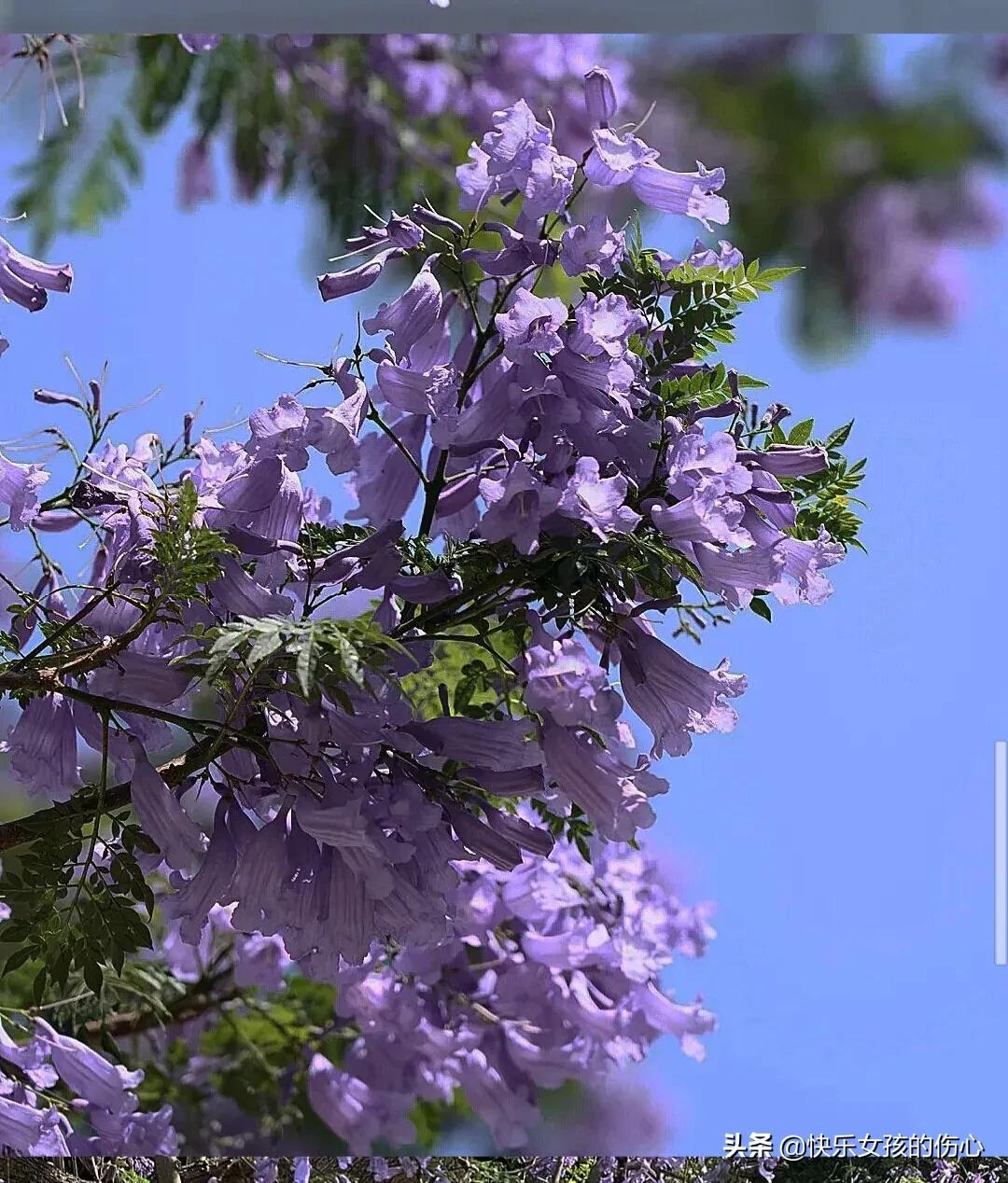 蓝花楹象征着什么（蓝花楹花语及典故）