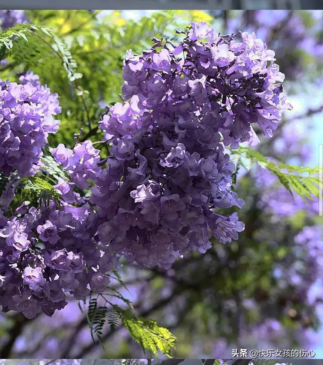 蓝花楹象征着什么（蓝花楹花语及典故）