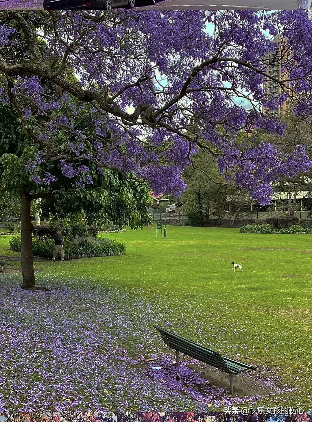 蓝花楹象征着什么（蓝花楹花语及典故）