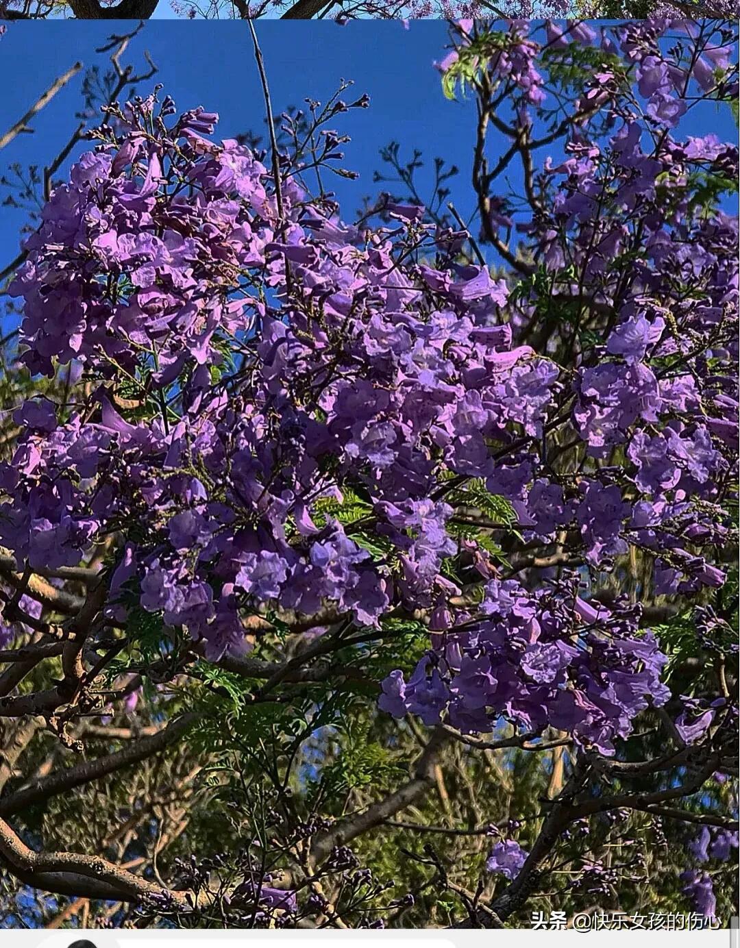 蓝花楹象征着什么（蓝花楹花语及典故）