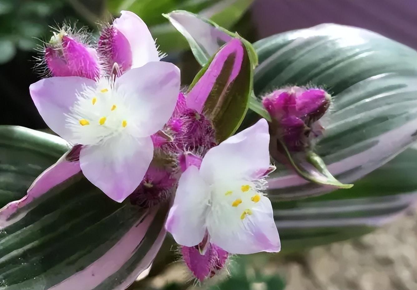 最适合室内养的花有哪些（十种适合室内养的花排名）