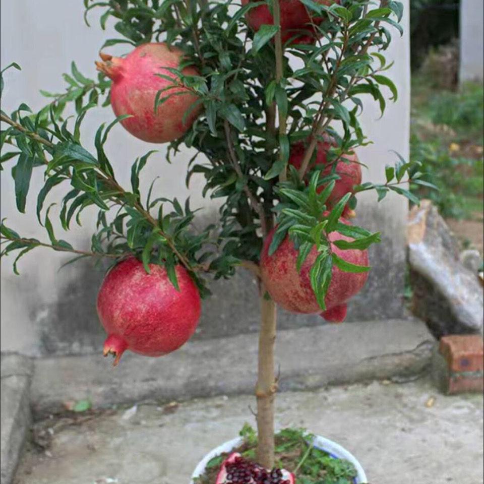 最适合家里养的植物有哪些（十种旺财又旺宅的植物分享）