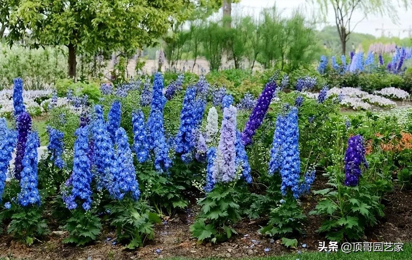 蓝色的花有哪些（盘点五种好看的蓝色花）