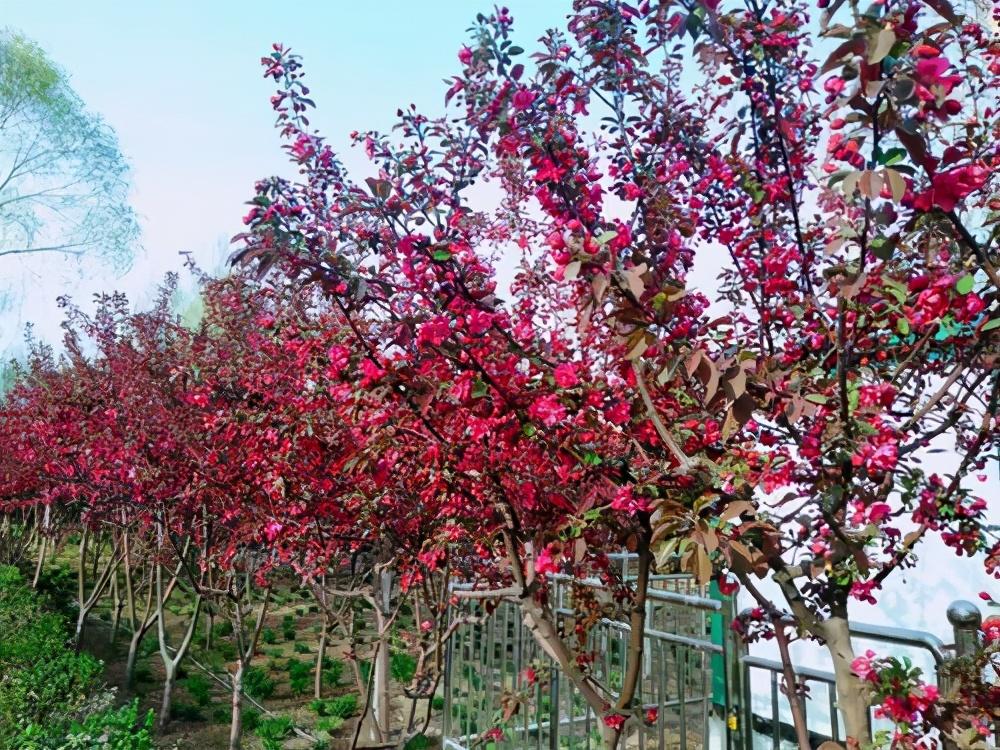 海棠花的品种有哪些（常见的九种海棠介绍）