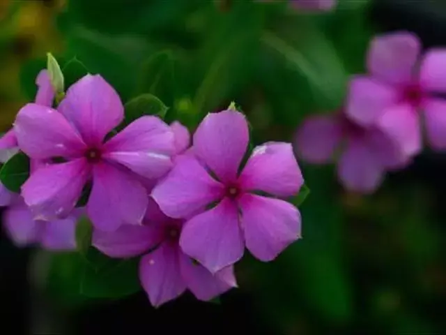 长春花的养殖方法和注意事项冬季（有关长春花的管理要点）