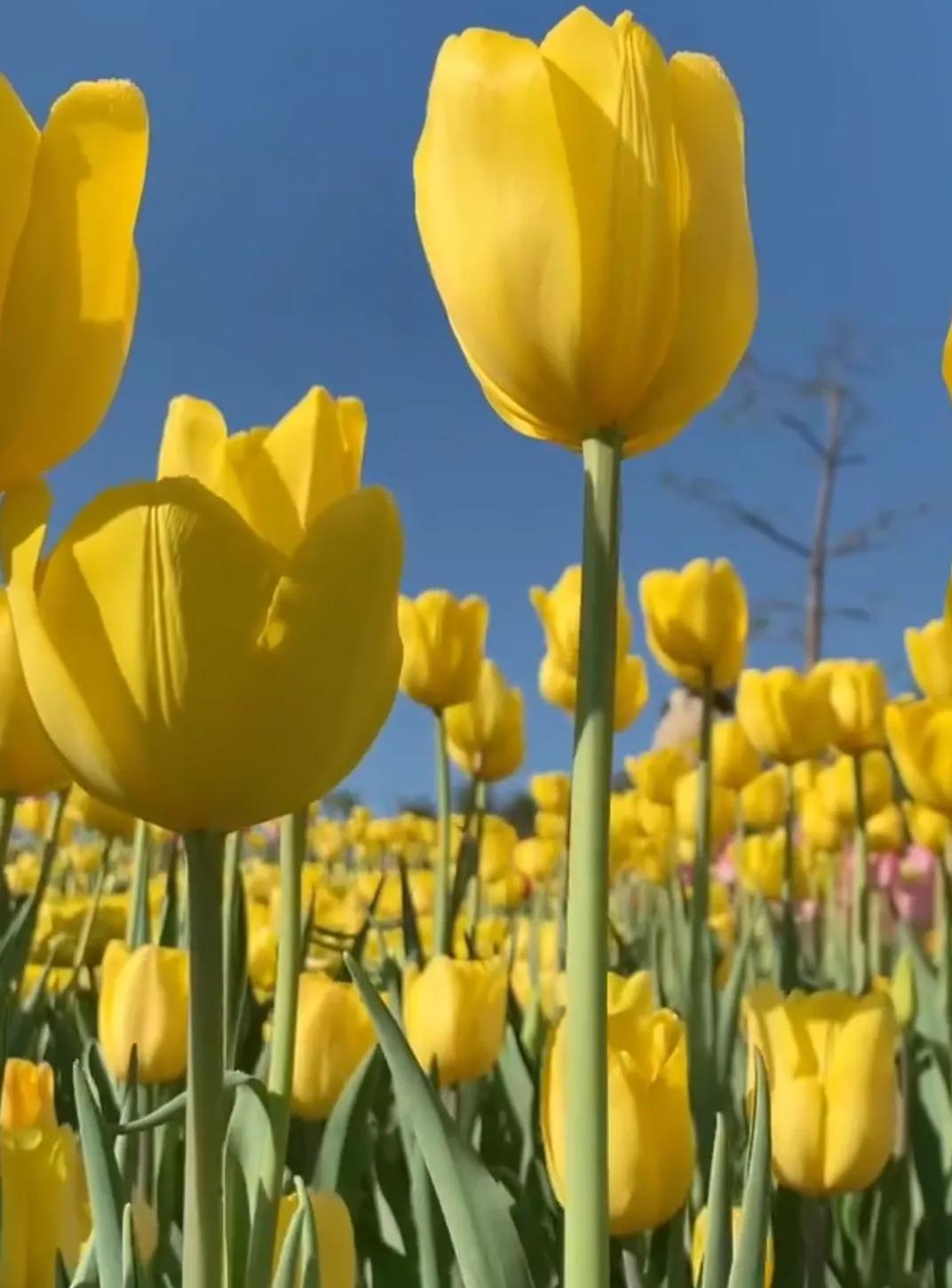 郁金香的花语和寓意是什么（关于郁金香的象征意义）