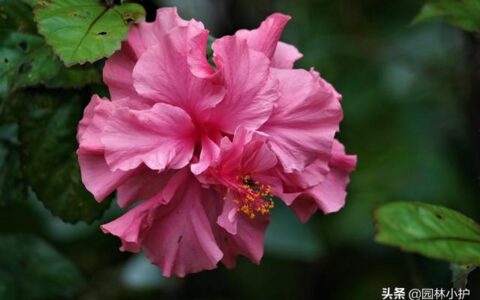 芙蓉花有几种品种（芙蓉花的品种图片大全）