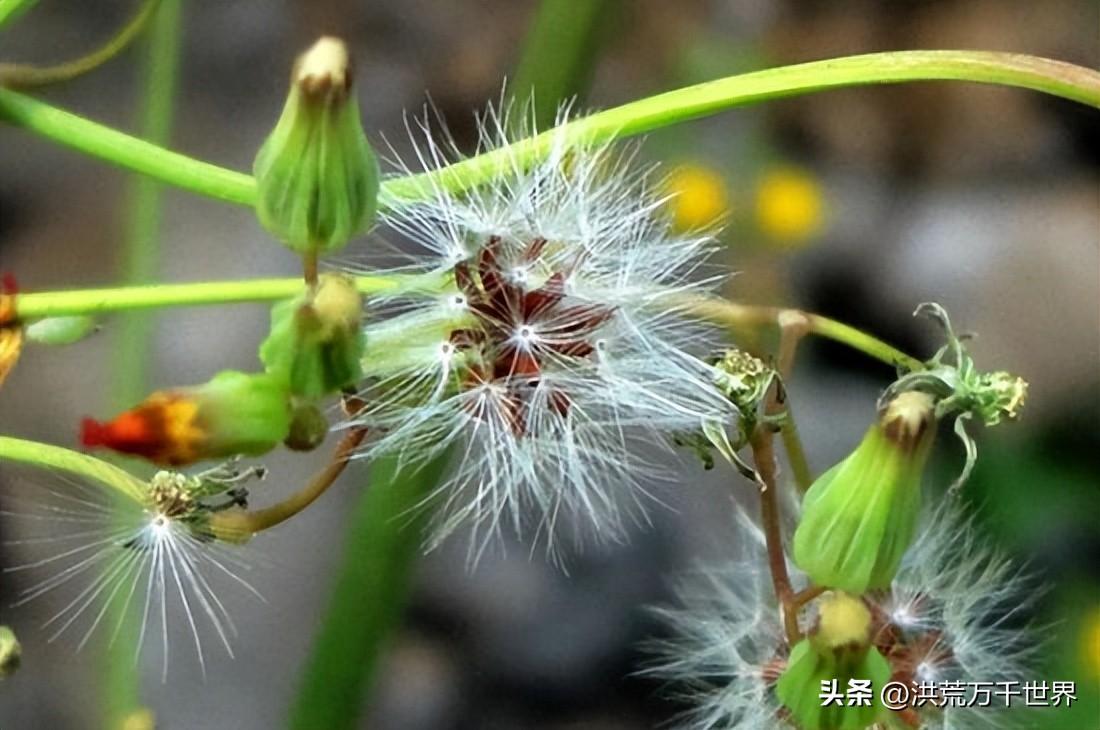 植物传播的方法还有哪些（10种植物的传播方式）