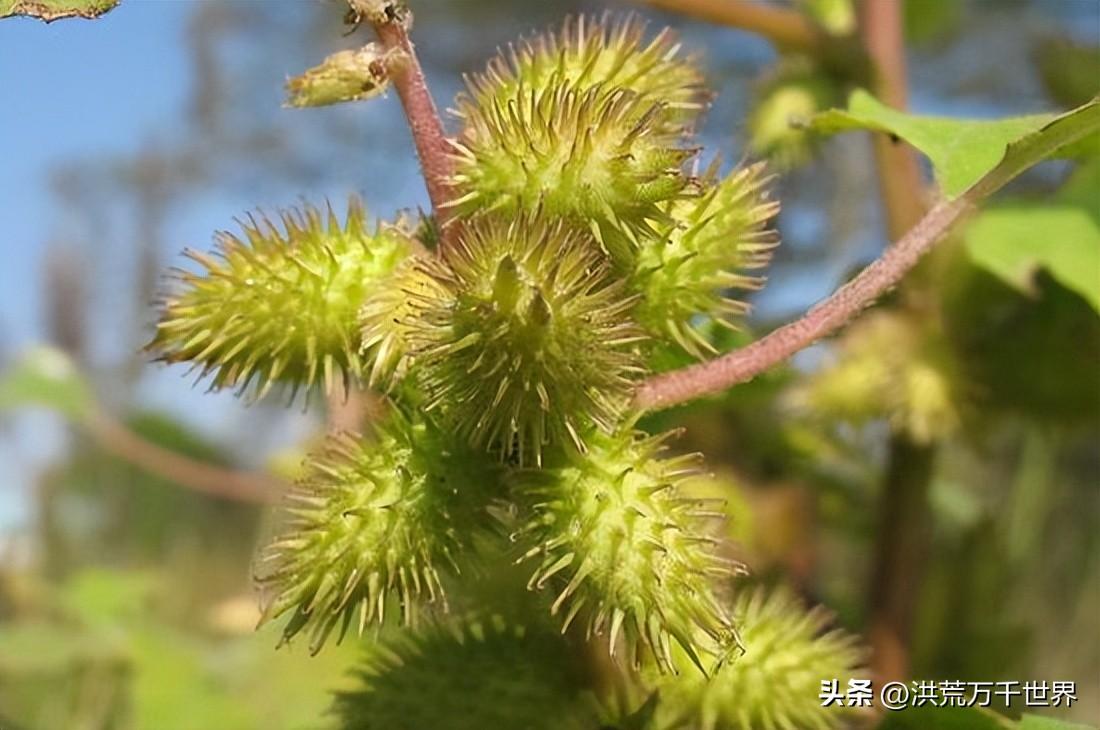 植物传播的方法还有哪些（10种植物的传播方式）