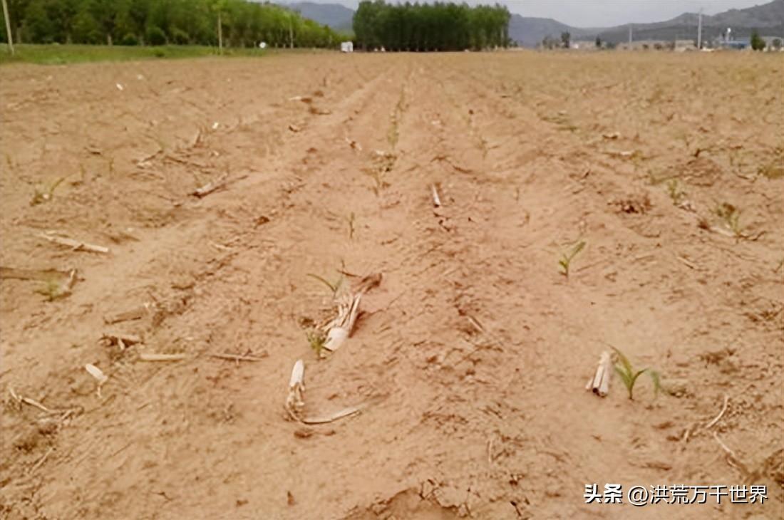 植物传播的方法还有哪些（10种植物的传播方式）