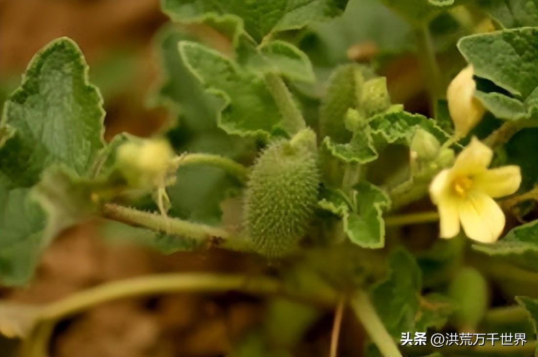 植物传播的方法还有哪些（10种植物的传播方式）