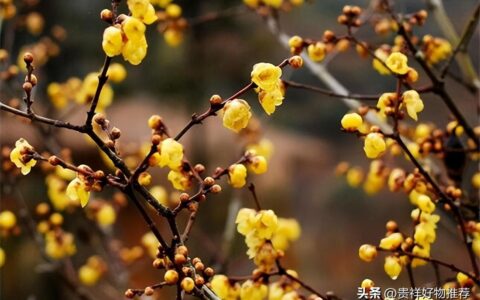 冬天有哪些花开放（盘点冬天十种最美的花）