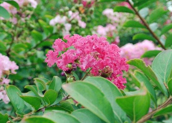 蔷薇花花语和寓意简介（有关蔷薇花象征的意义）