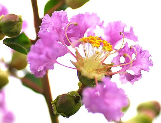 蔷薇花花语和寓意简介（有关蔷薇花象征的意义）