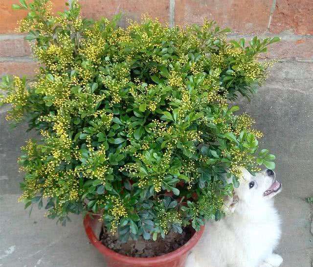 常见室内植物图片及名称大全（室内绿植图片大全及花名）