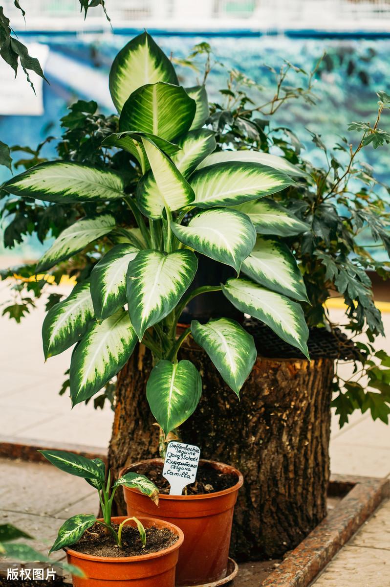 常见室内植物图片及名称大全（室内绿植图片大全及花名）