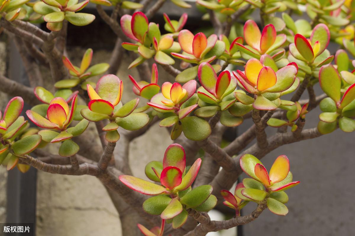 常见室内植物图片及名称大全（室内绿植图片大全及花名）