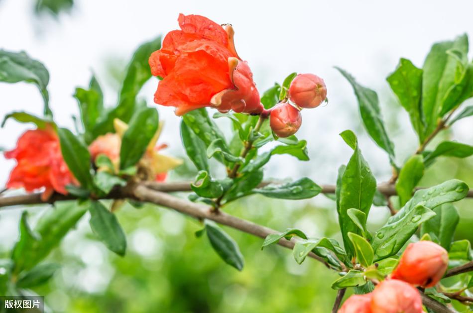 五月份开花的有哪些（盘点花期在五月份的花）