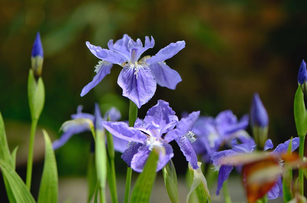 五月份开花的有哪些（盘点花期在五月份的花）