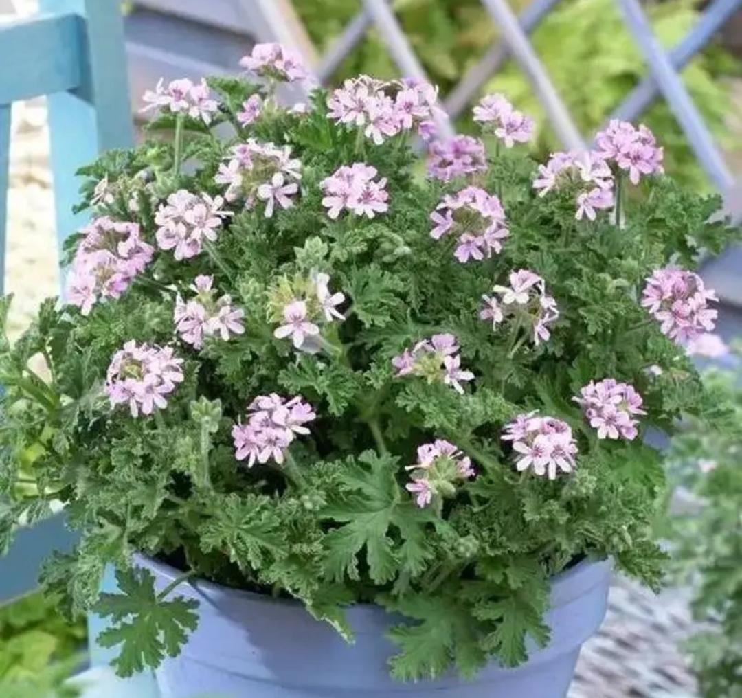 哪个植物驱蚊最厉害（最有效的驱蚊植物排名）