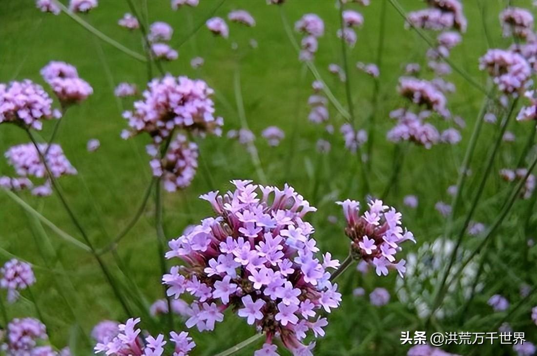 马鞭草花期是几月份（有关马鞭草的开花季节）