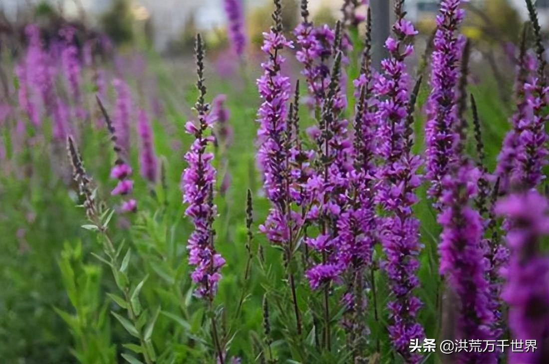 马鞭草花期是几月份（有关马鞭草的开花季节）