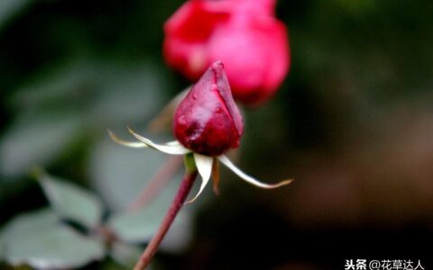 月季花的特点有哪些（关于月季花的特征介绍）