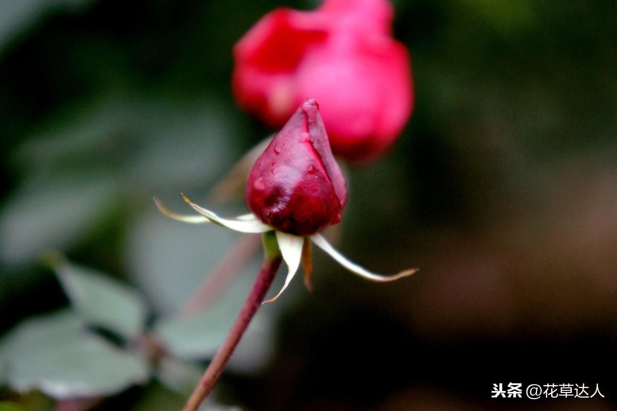 月季花的特点有哪些（关于月季花的特征介绍）