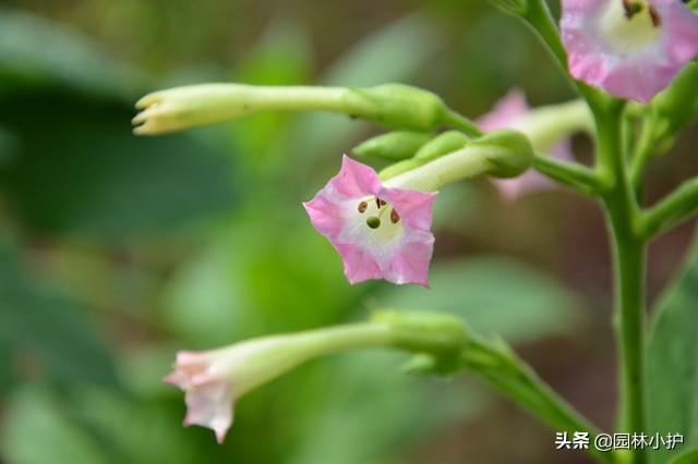 烟草花什么时候开花（有关烟草花花期养护）